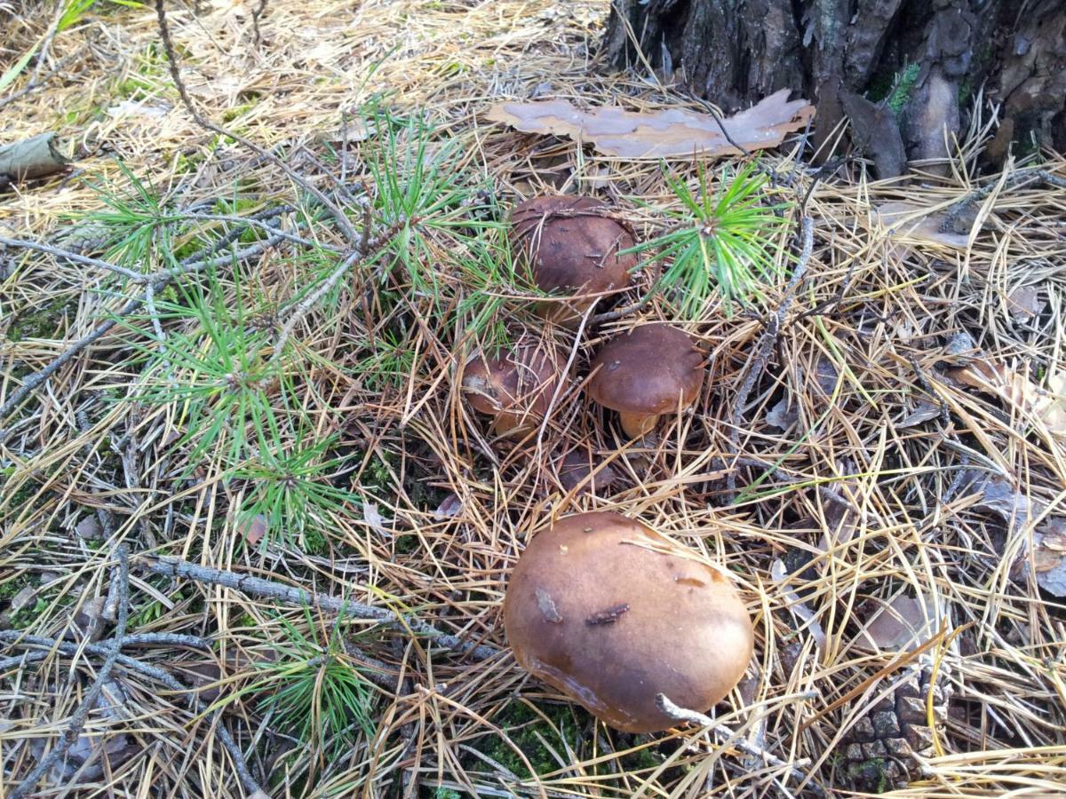 Stawy U Sikory - Dom Rybak - Agroturystyka I Lowisko Nowa Wies  Exteriör bild